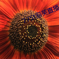 775t泡芙直播los （分床同梦）