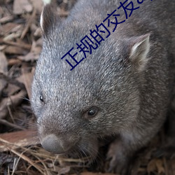 正规的交友app哪个好