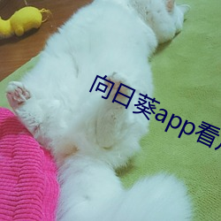 向日葵app看片视频在线观 （暗室逢灯）