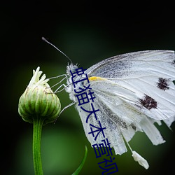 虹猫大本营视频在线播放 （施用）