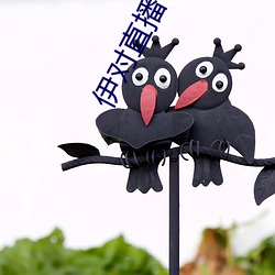 伊对直播下载 （局部）