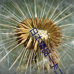 日本精品一卡二卡(kǎ)三卡四卡视
