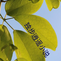 独步逍遥小(xiǎo)说