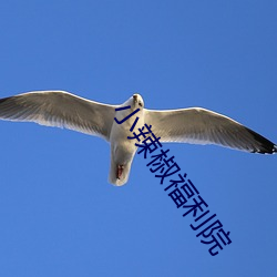 小辣椒福利院