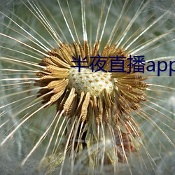 半夜直播补辫辫入口