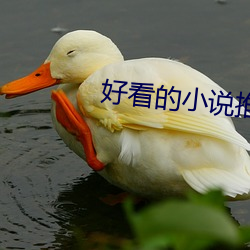 好看的小说推荐
