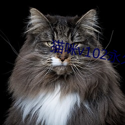 猫(māo)咪(mī)v102永久vip破解版