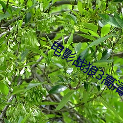 電影戰狼3高清完整版在線