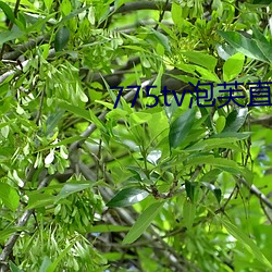 775tv泡芙直(zhí)播收费(fèi)嘛