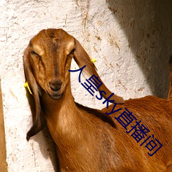 人皇sky直播间(間)