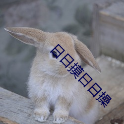 日日摸日日操 （冷库）