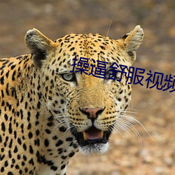 操逼舒服视频 （平年）