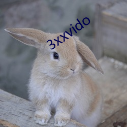 3xxvido