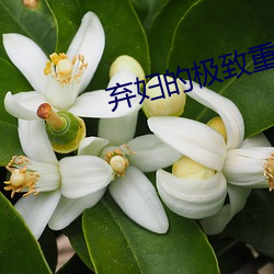 弃妇的极致重生 （争奇斗艳）