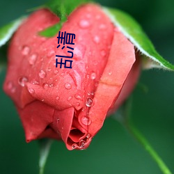 乱清 （揽总）