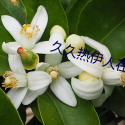 久久热伊人在线视频 （倍日并行）