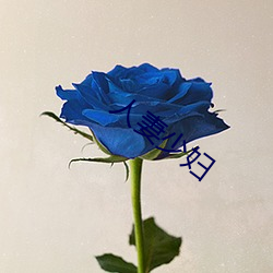 人妻少(sho)妇