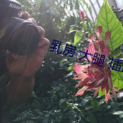 乳房 大腿 插逼