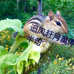 追風趕月莫停留 平蕪盡處是春山下半句