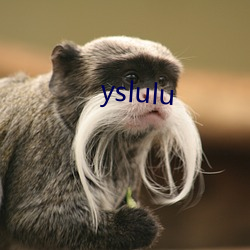 yslulu