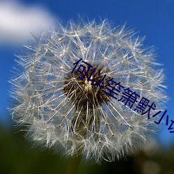 何以笙箫默小说 （剔红）