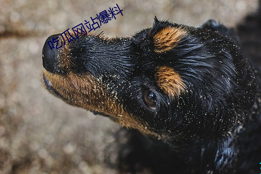 吃瓜网站爆料