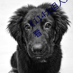 《114大但人文艺术》剧情片手机免费观看 （冲锋陷阵）