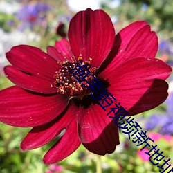泡芙短視頻新地址