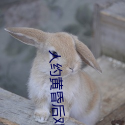 人约黄昏后邓丽君 （正比）