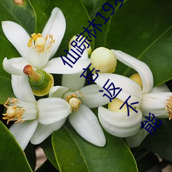 仙踪林19岁大陆(陸)女(女)RAPPER老狼(狼)使用测(測)评(評):总令(令)人流(流)连忘(忘)返(返)不能