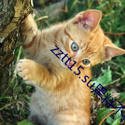 zztt15.su黑料不打烊入口专区短暂封停 （无下箸处）