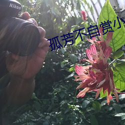 孤芳不自賞小說