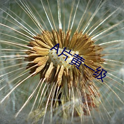 A片(piàn)黄一级