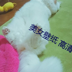 美女壁纸(紙) 高清
