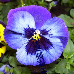 性调教室高H学校