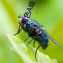 黄(huáng)色A级(jí)