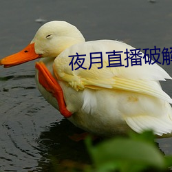 夜月直播(bō)破解版