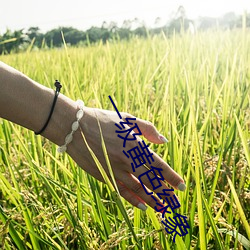 一级黄色(色)绿象