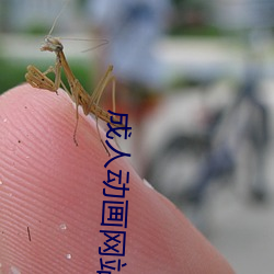 成人動畫網站