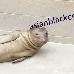 asianblackcocktube