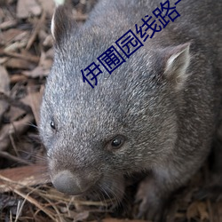 伊圃(圃)园线路一二