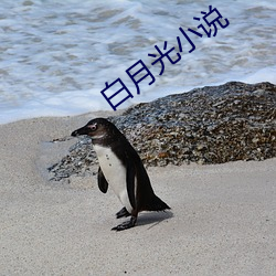 白月光小(小)说(說)