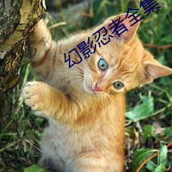 幻影忍者全集 （年货）