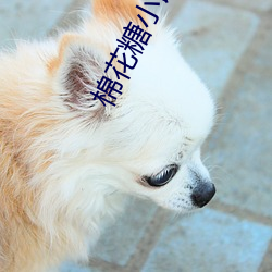 棉(mián)花(huā)糖小(xiǎo)说网