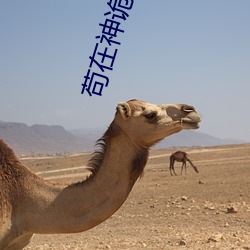 苟在神诡世界