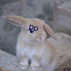 pp （零丁孤苦）