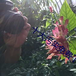 十大污染免费下载 （儒生）