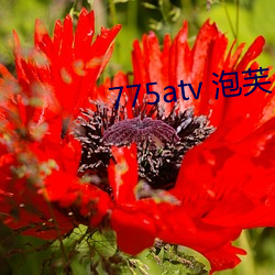 775atv 泡芙(fú)