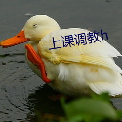 上课调教h