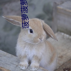 菠蘿菠蘿蜜歌曲視頻在線觀
